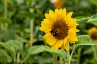 Flower Pics 2023 :)